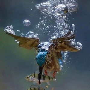 Meet your Posher, Ken